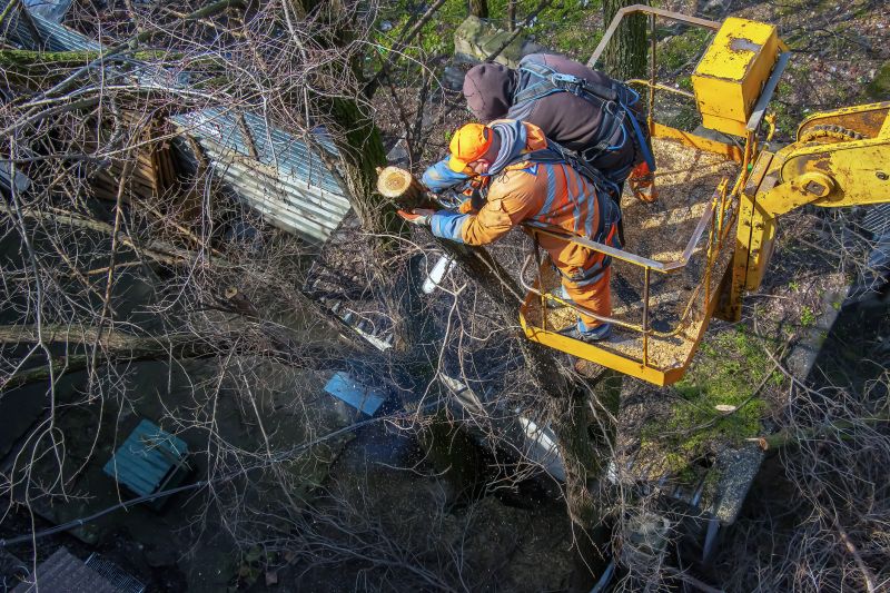 Local Tree Root Cutting pros at work