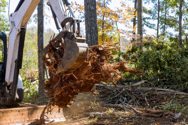 Tree Roots Cutting - Tree Roots Cutting Logan, Utah