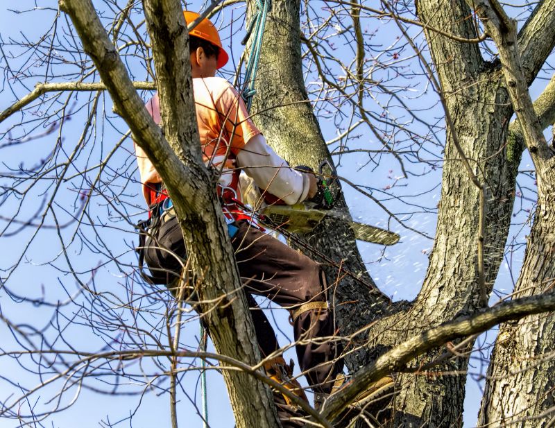 Tree Root Cutting