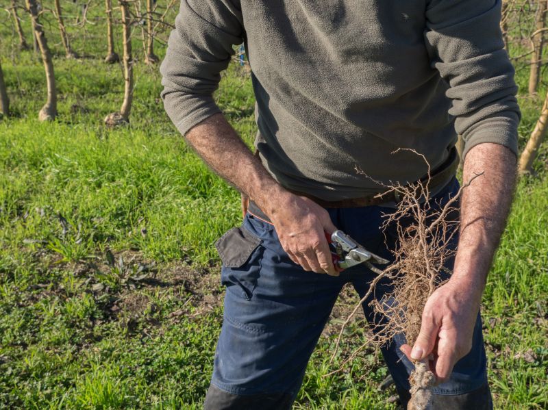 Tree Root Cutting
