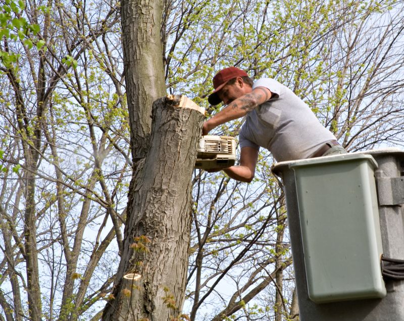 Tree Root Cutting