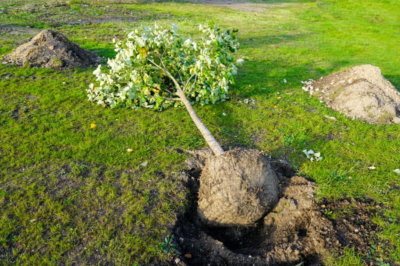 Tree Root Cutting
