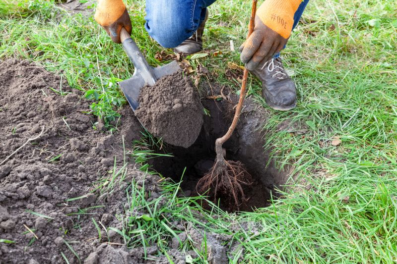 Tree Root Cutting