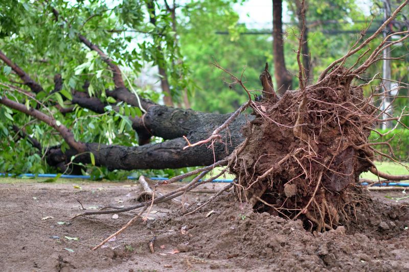 Tree Root Cutting
