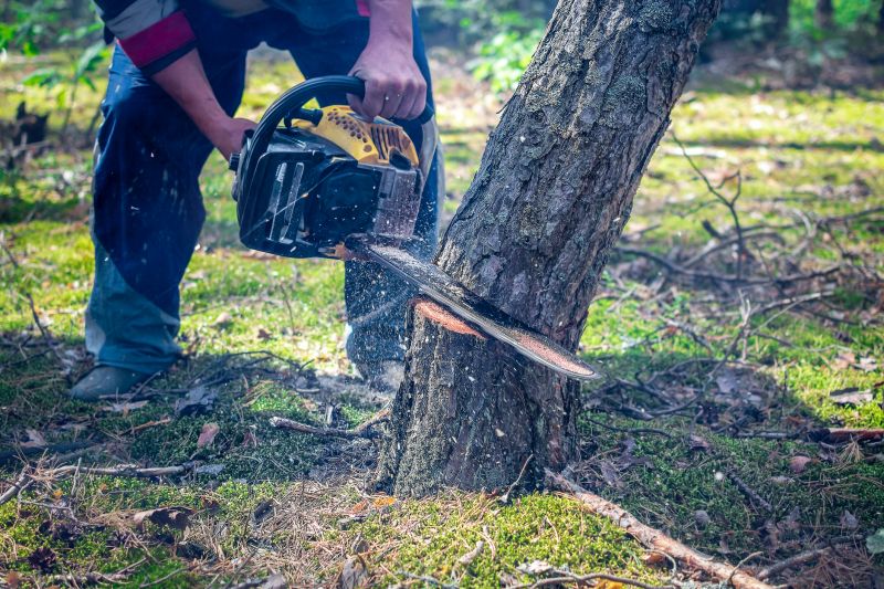 Tree Root Cutting