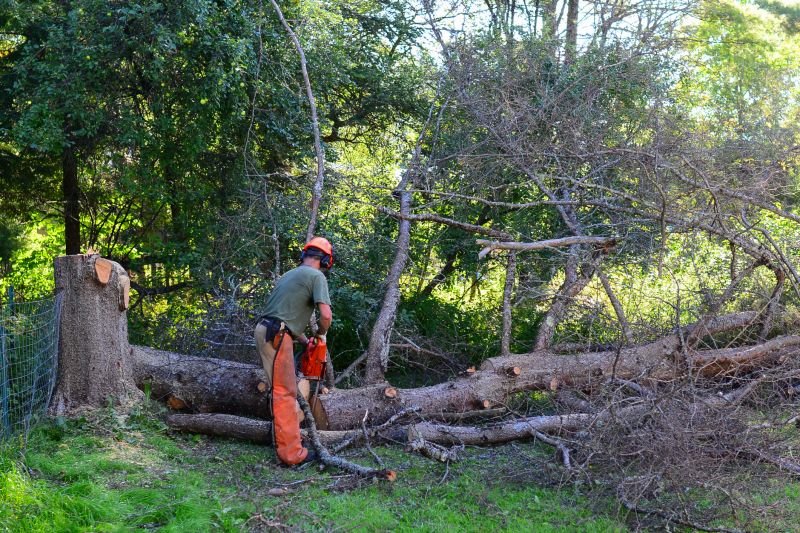 Tree Root Cutting