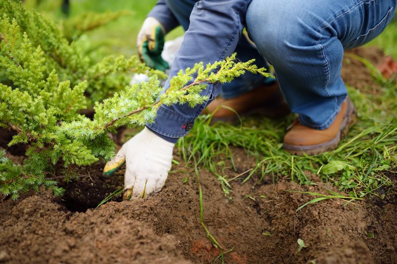 Planting Root Cuttings